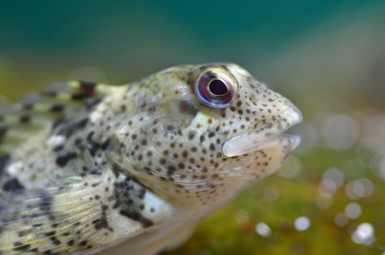 Shanny (Lipophrys pholis) – Steenslijmvis