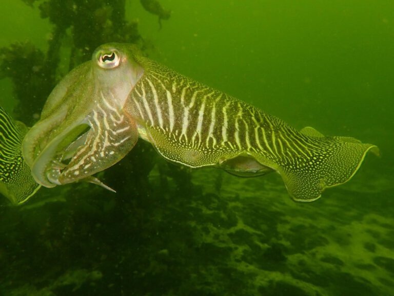 Cuttlefish - Diving guru | all copyrights reserved.