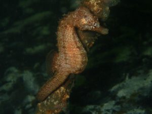 Seahorse 2 - copyright Diving-Guru