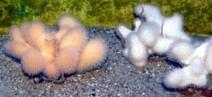 Dead mans fingers closeup_All rights reserved Haplochromis