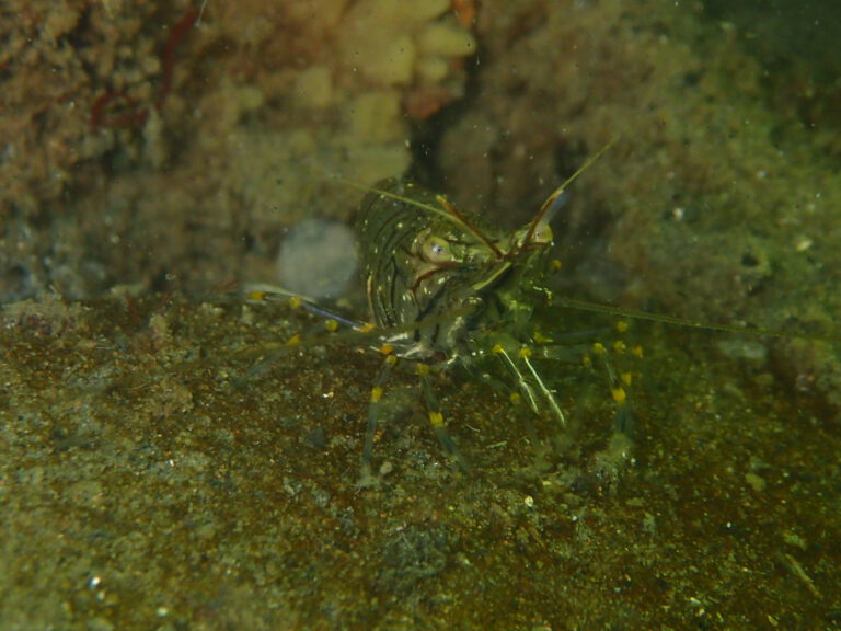 Rockpool Prawn (Palaemon serratus) | © Diving guru