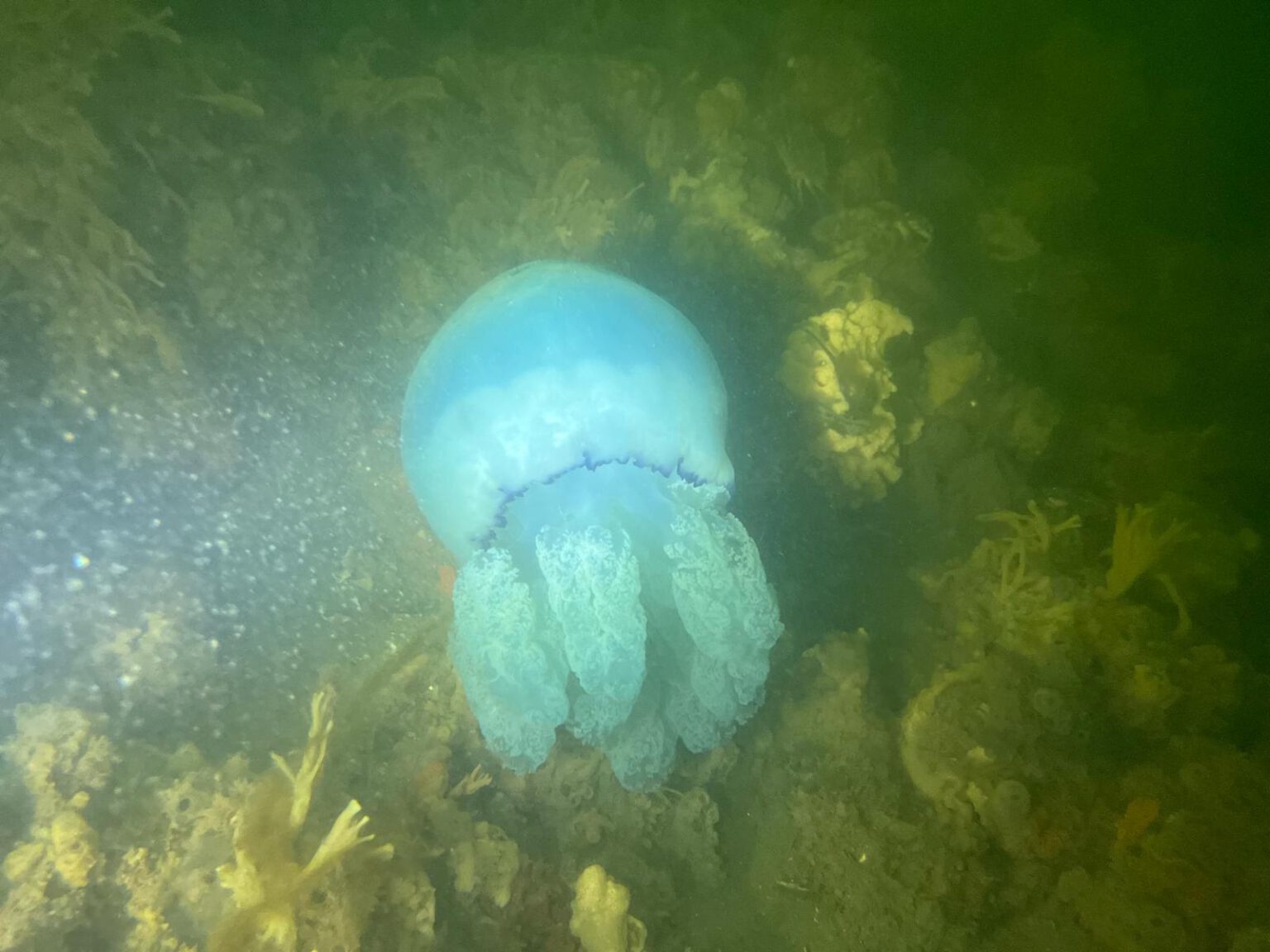 Barrel Jellyfish Rhizostoma Pulmo Diving Guru Marine Life barrel-jellyfish-rhizostoma-pulmo-diving-guru-marine-life