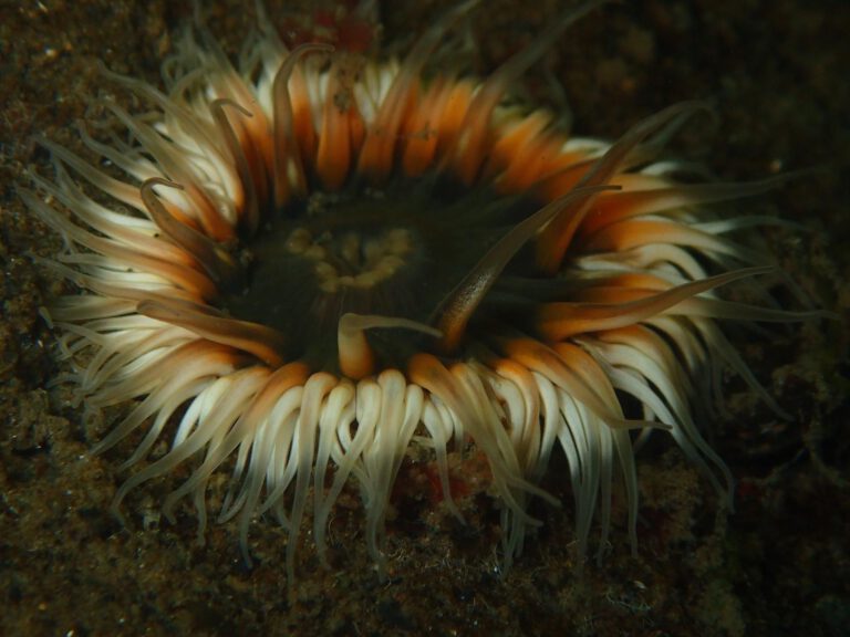 Sea Dahlia - Urticina felina| all rights reserved Diving guru