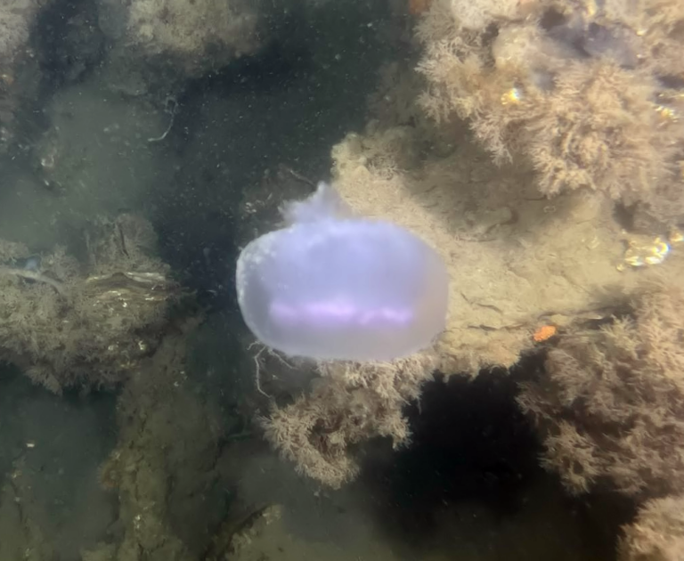 Moon Jellyfish - Aurelia aurita_all copyrights reserved Diving Guru