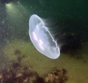 Moon Jellyfish - Aurelia aurita_close up_ all copyrights reserved Diving Guru