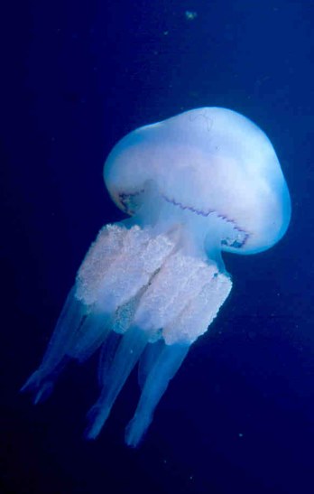 Barrel Jellyfish 2 (Rhizostoma pulmo), All Copyright reserved Diving Guru