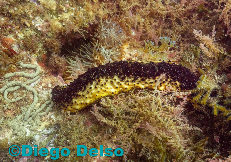 Sea Cucumber - Holothuria forskali_ copyright Diego Delso, CC BY-SA 4.0