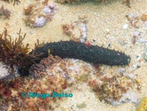 Sea Cucumber_ coryright Diego Delso, CC BY-SA 4.0