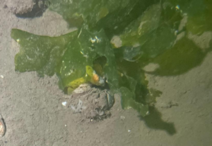 Sea Lettuce closeup - Ulva lactuca _Diving guru