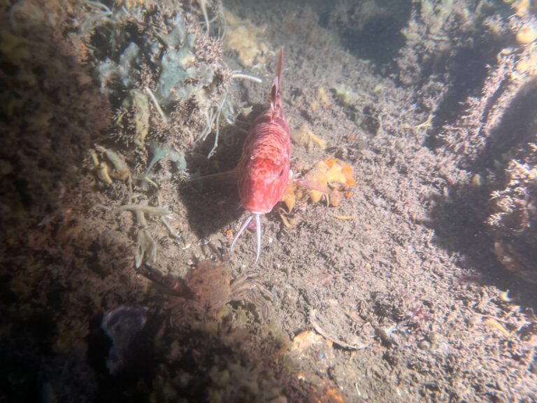 Striped Red Mullet (Mullus surmuletus)_rode Mul_© Diving guru 2