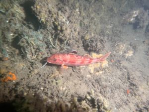 Striped Red Mullet (Mullus surmuletus)_rode Mul_© Diving guru