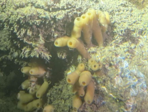 Tunicates (Ascidiacea) page_ all right reserved