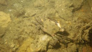 Velvet Swimming Crab - Necora puber | all rights reserved Diving Guru