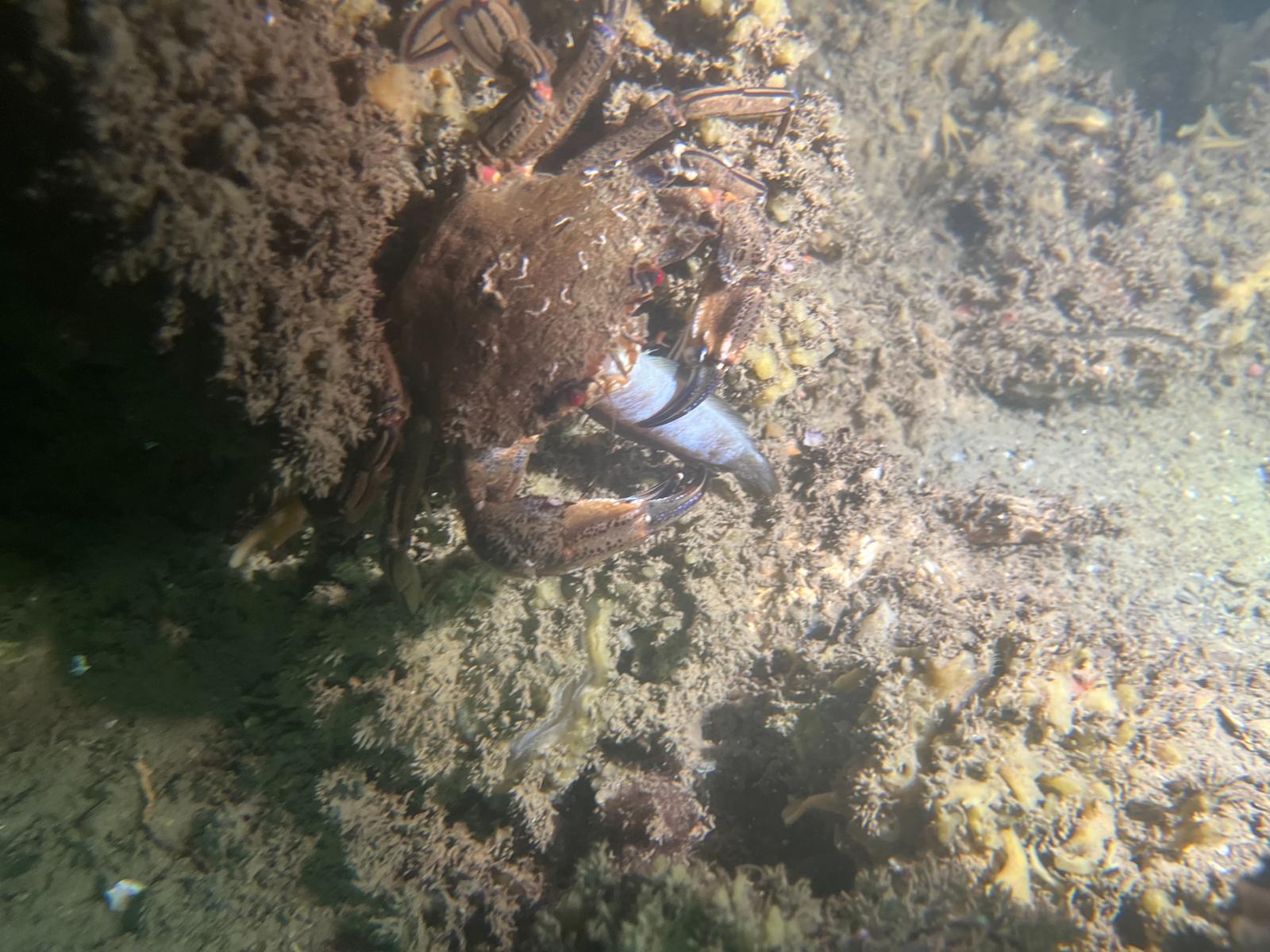 Velvet swimming crab | Crustaceans | all rights reserved Diving Guru