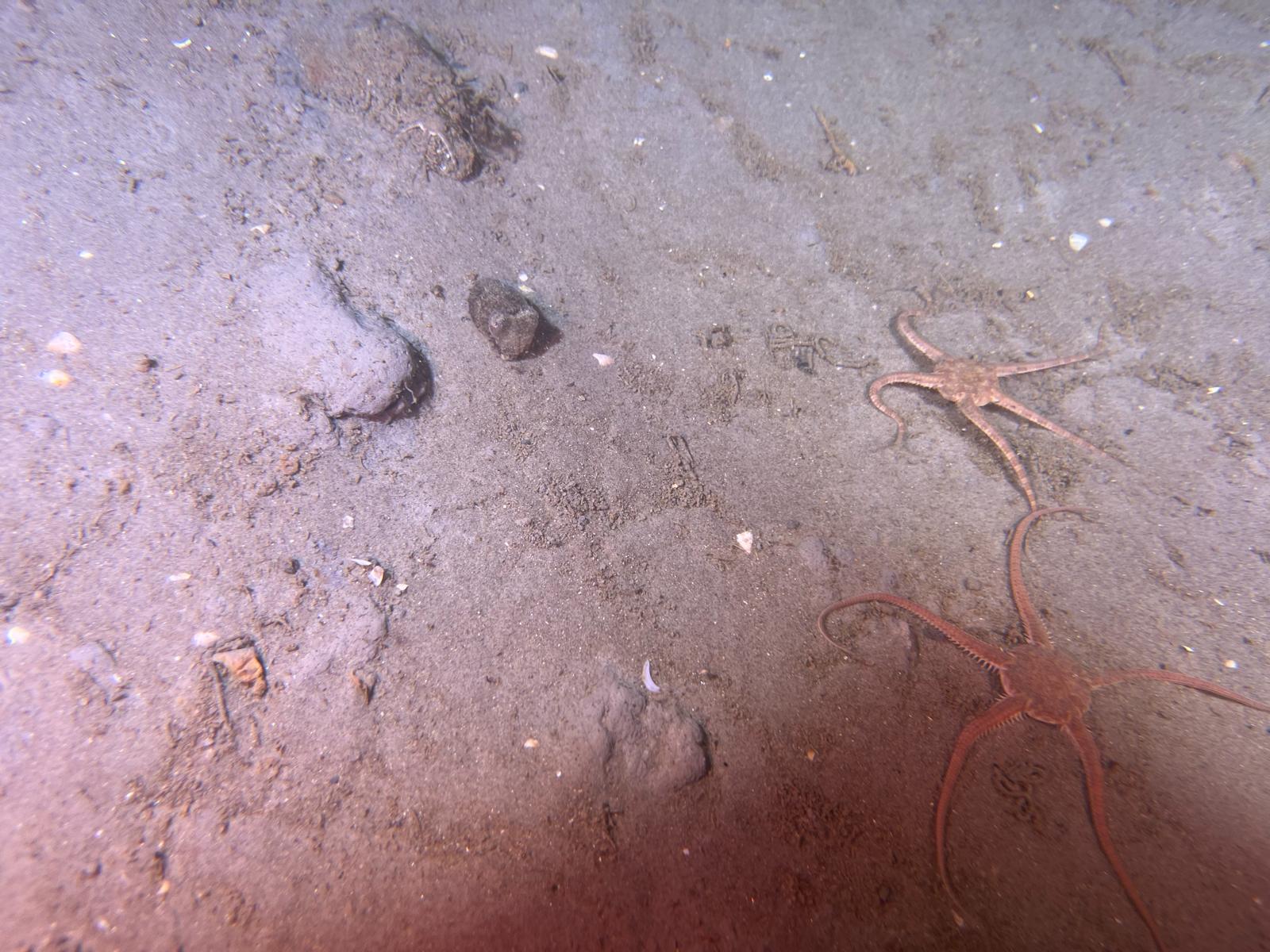 Common Brittle Star (Ophiura ophiura)| blog page| all rights reserved Diving Guru.