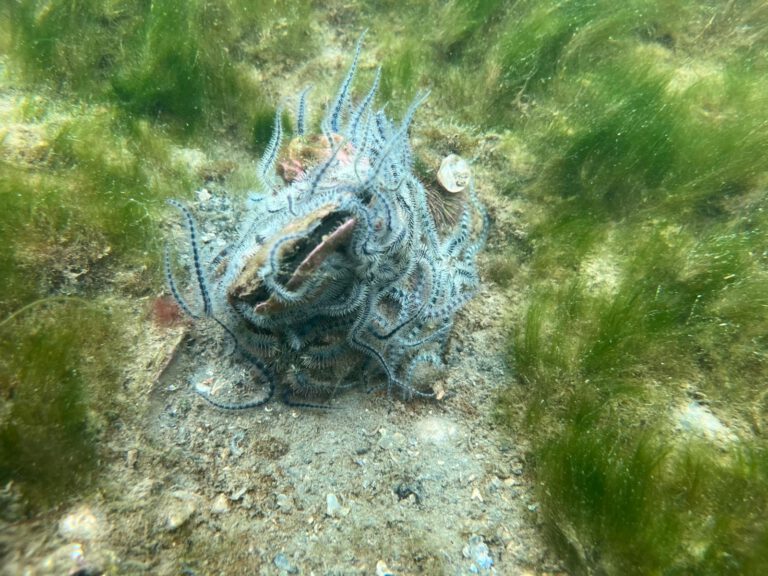 Common Brittle Star - Ophiura ophiura | copyright Diving guru