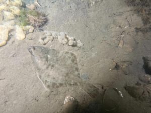 Flounder (Platichthys flesus) - Bot| blog| © Diving Guru