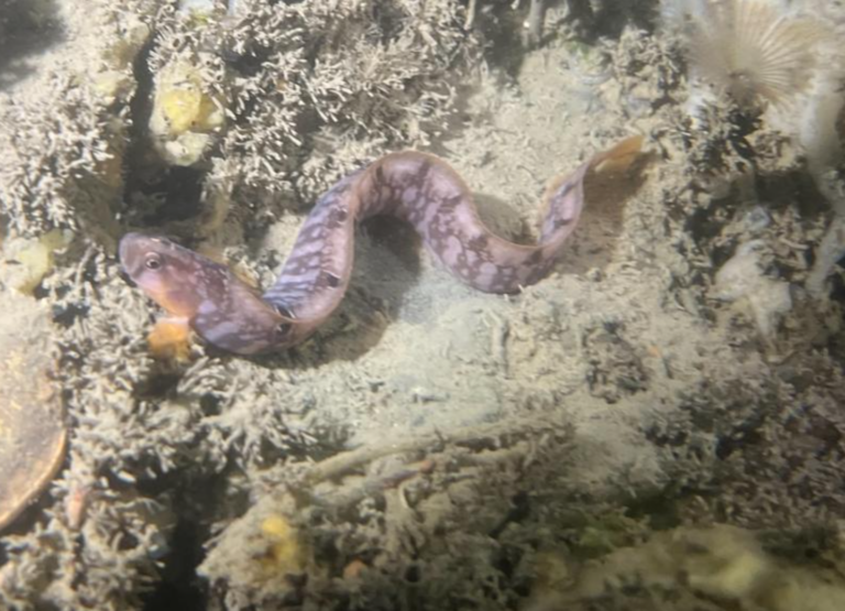 Rock Gunnel (Pholis gunnellus) | botervis | © Diving Guru