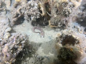 Rock Gunnel (Pholis gunnellus) | blog | © Diving Guru