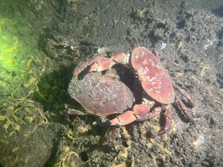 Edible Crab - Cancer pagurus | all rights reserved Diving Guru