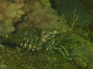 Rockpool Prawn (Palaemon serratus) |blog| © Diving guru