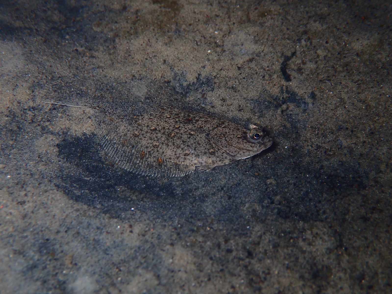 Plaice (Pleuronectes platessa) – Schol | © Diving guru