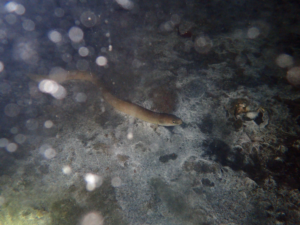 European Eel - Anguilla anguilla |blog|© Diving Guru