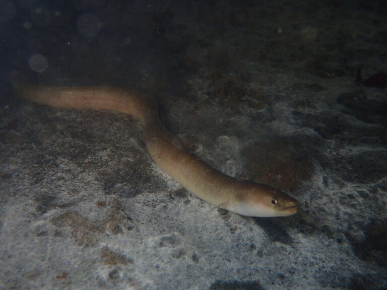 European Eel - Anguilla anguilla | © Diving guru