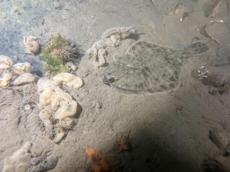 Flounder (Platichthys flesus) - Bot | © Diving guru