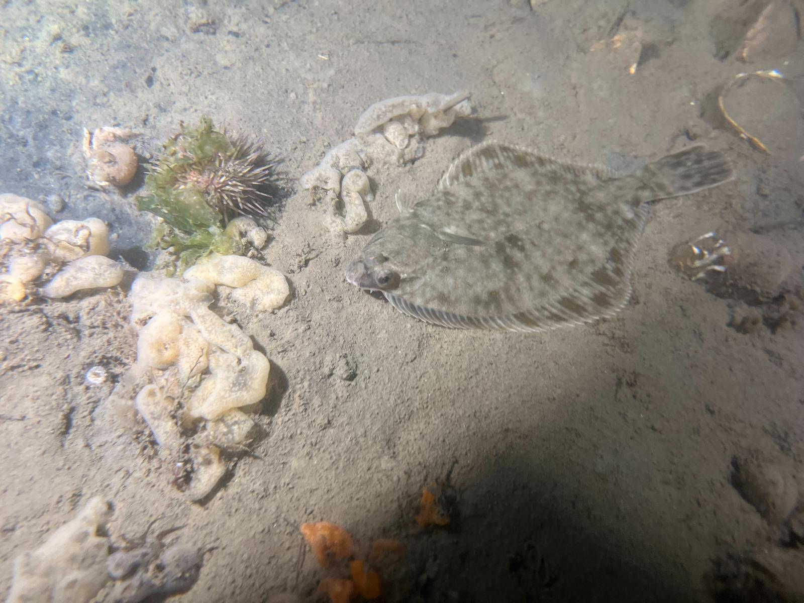 Flounder (Platichthys flesus) - Bot | © Diving guru