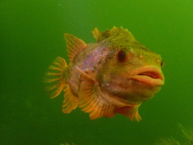 Lumpsucker - Cyclopterus lumpus | Snotolf| © diving guru