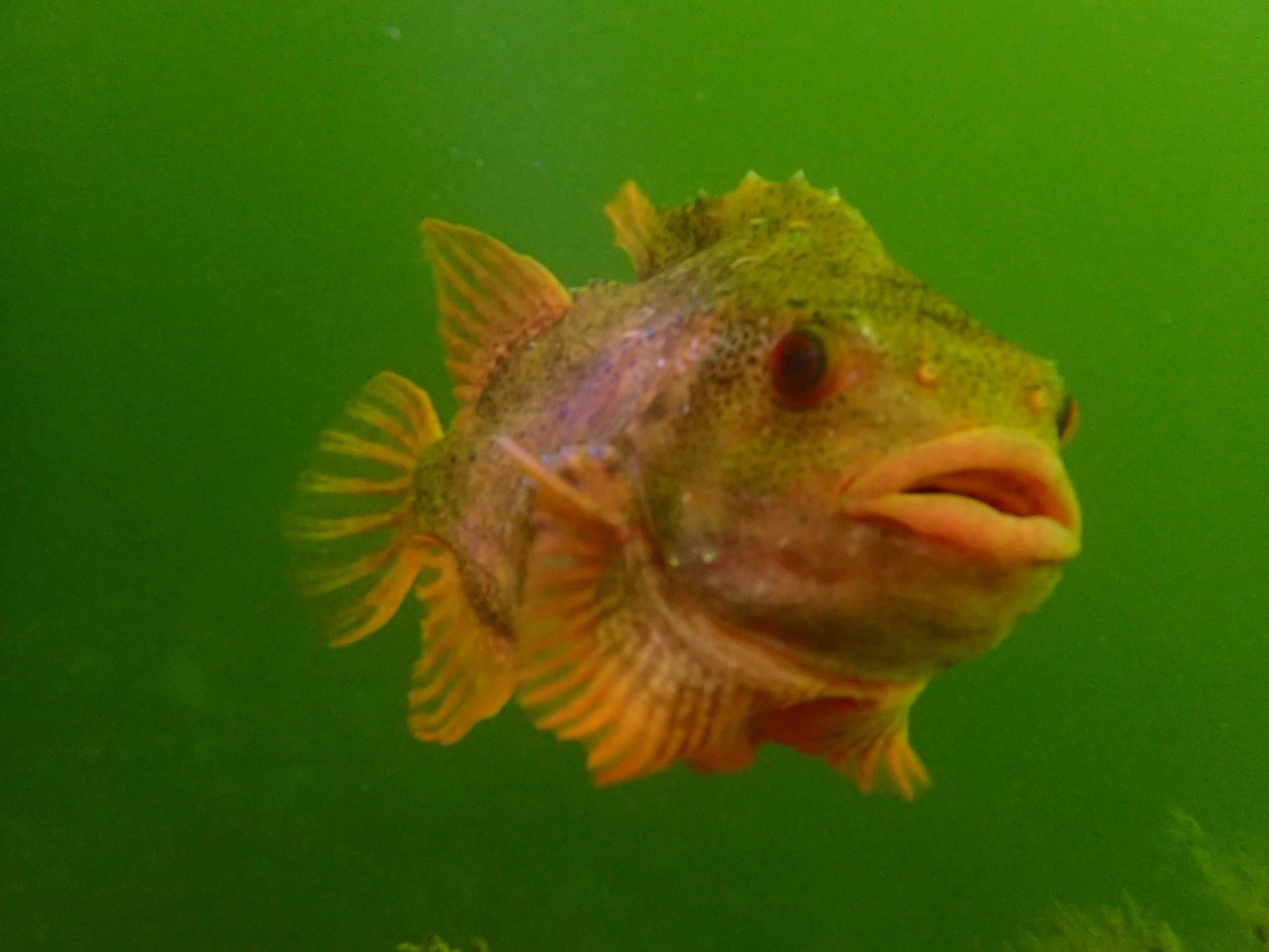 Lumpsucker - Cyclopterus lumpus | Snotolf| © diving guru