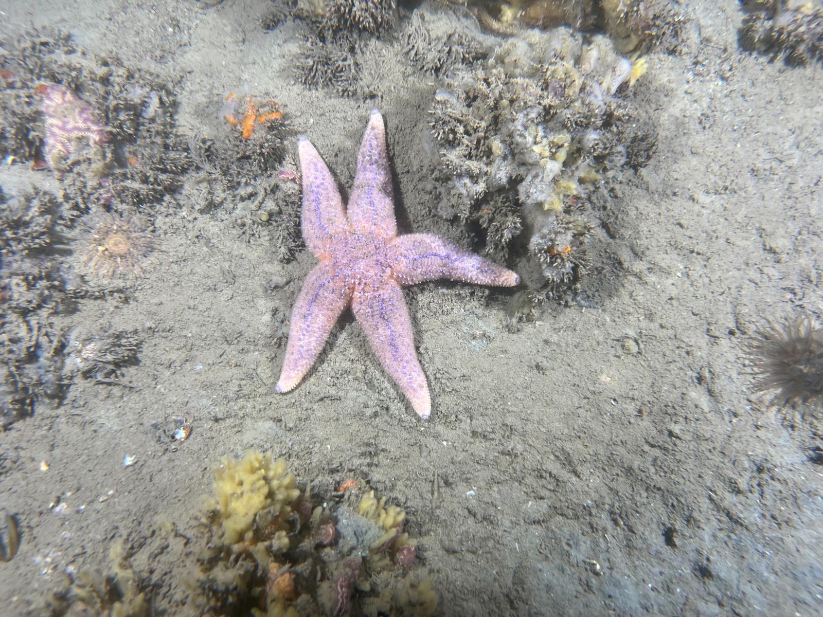 Starfish 2- all copyright reserved