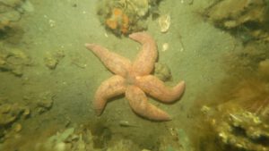 Echinoderms page - starfish| all rights reserved Diving Guru