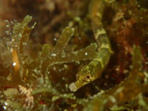 Pipefish (Syngnathus acus) - Grote Zeenaald | © Diving guru