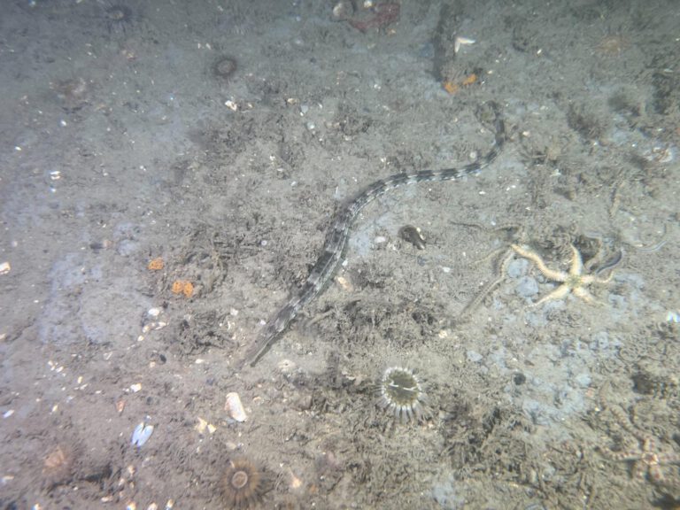 Pipefish (Syngnathus acus) - Grote Zeenaald | blog| © Diving guru