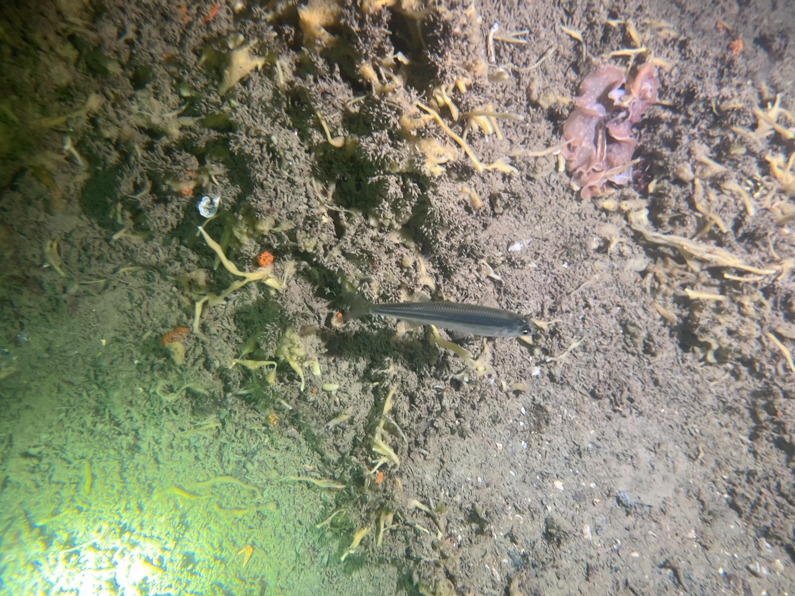 Sand Smelt - Atherina | © Diving guru, all rights reserved.