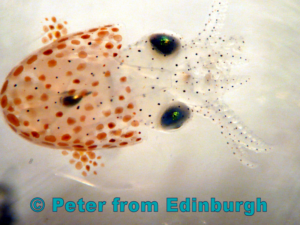 Baby_ bobtail _Sepiola atlantica_ external copyright © Peter from Edinburgh