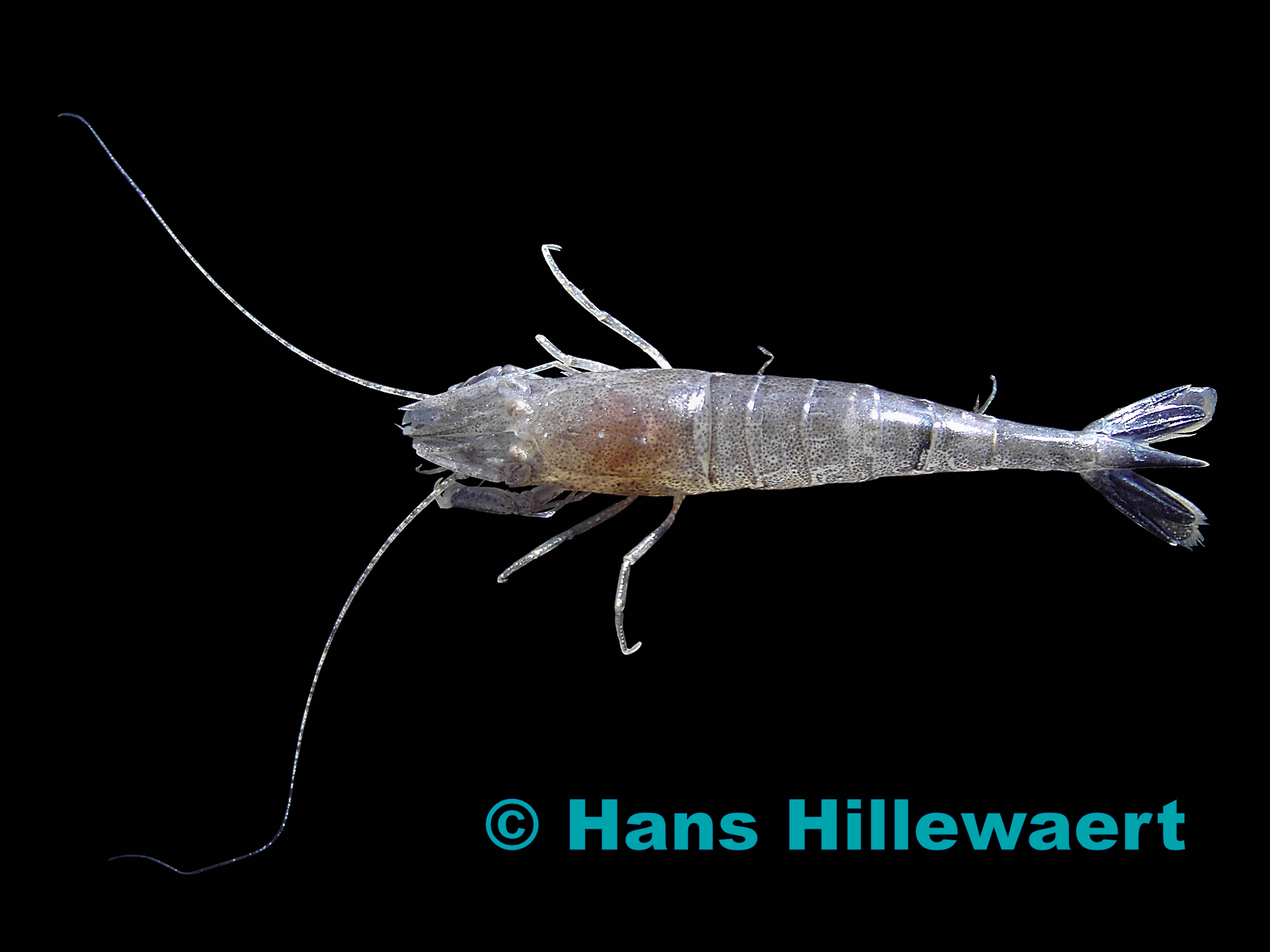 Brouw shrimp_Crangon_crangon_ external copyright © Hans Hillewaert