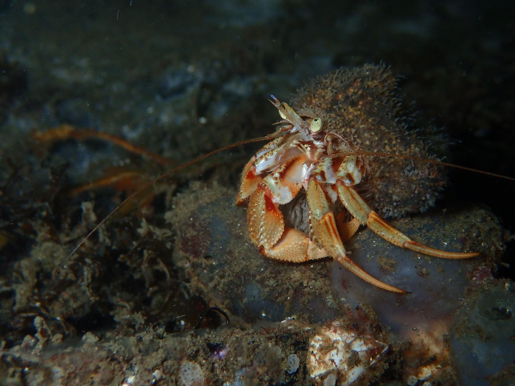 Common Hermit Crab - Pagurus bernhardus | © diving guru