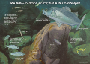 Dicentrarchus_labrax_sea_bass_in_their_marine_cycle- exterunal copyright - University of the Basque Country, CC BY-SA 4.0 httpscreativecommons.orglicensesby-sa4.0, via Wikimedia Commons