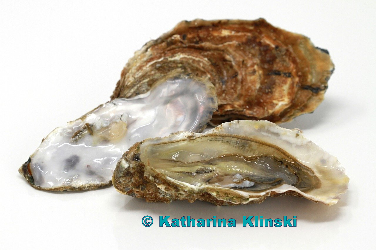 European flat oysters - external copyright © Katharina Klinski