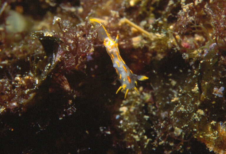 Harlequin Slug (Polycera quadrilineata) | Copyright Diving guru