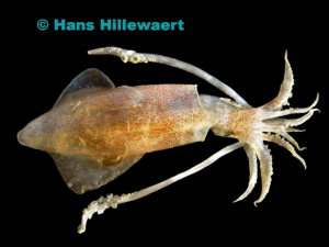 Loligo_vulgaris © Hans Hillewaert | diving guru