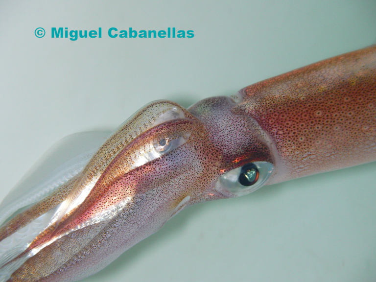 Loligo_vulgaris_with_captured_Sparus_aurata © Miguel Cabanellas