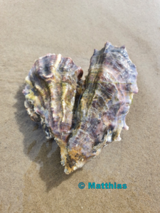 Pacific oyster- external copyright © Matthias