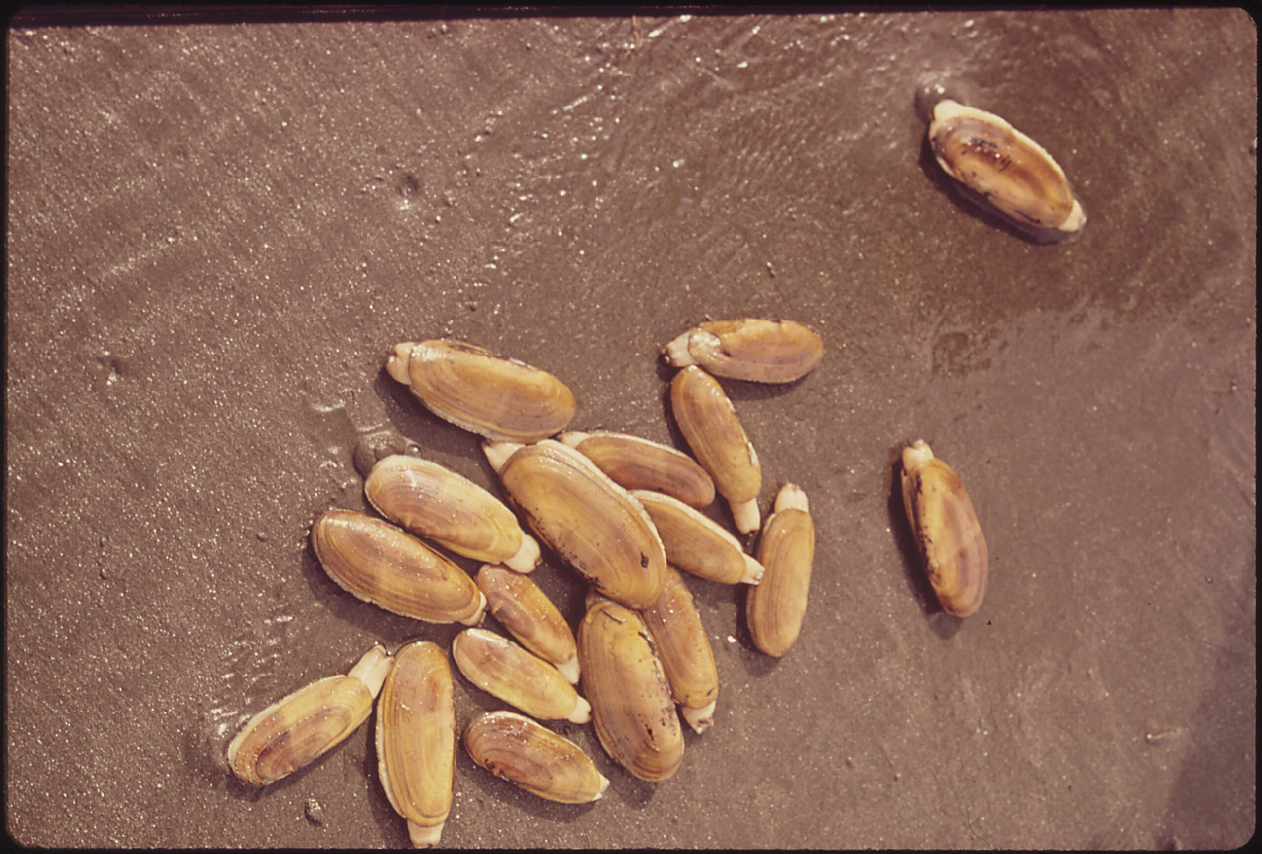 RAZOR_CLAMS_ON_QUINAULT_BEACH._THE_CLAMS_ARE_SOLD_COMMERCIALLY_BY_THE_QUINAULT_INDIAN_RESERVATION_-_NARA_-_545082