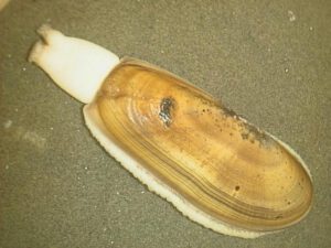 Razor clam | external copyright | diving guru