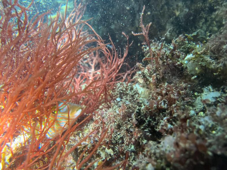 Wrasse| all rights reserved Diving Guru.