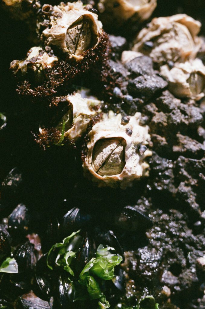 Extinct Barnacles Barnacles (Cirripedia subclass) - Diving guru | Marine life
